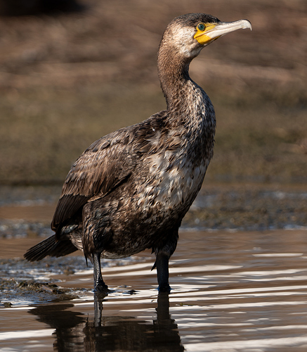 cormoran-maron