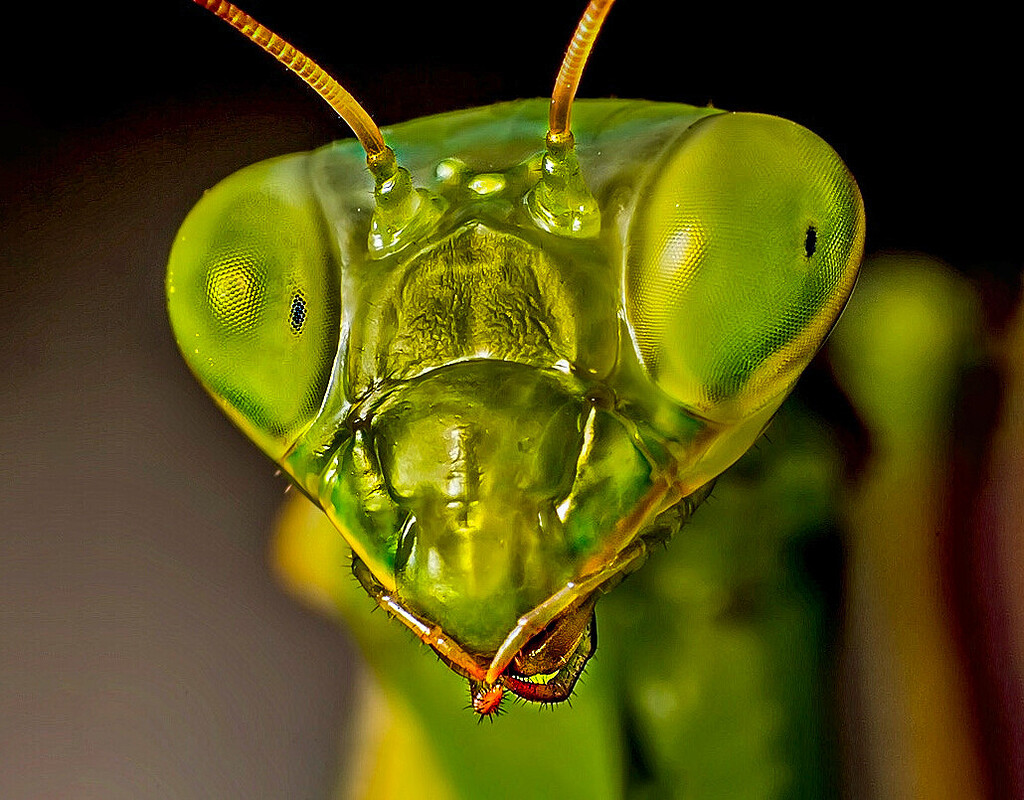 Cabeza Mantis