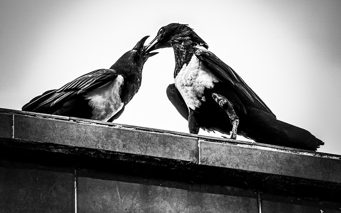 Crows