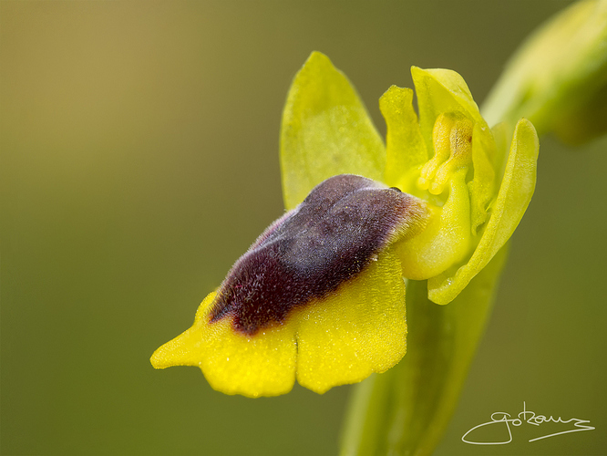 Orkidea-1