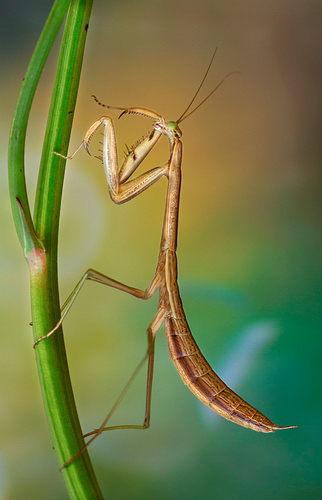 ninfa-mantis