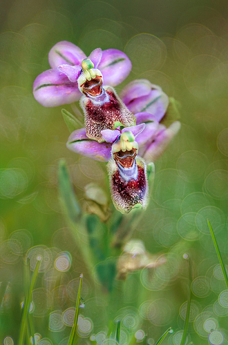 orquideas 1
