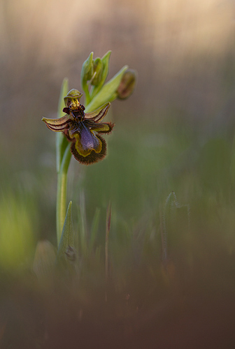 Ophrys speculum 4