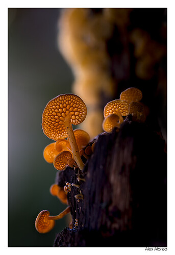 _MG_1389f