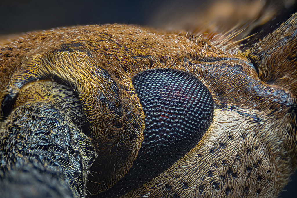 Ojo de Paraleprodera Crueifera