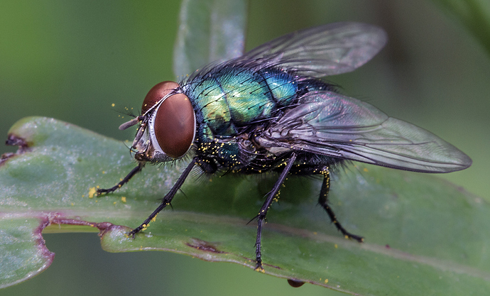 mosca-azul-verde