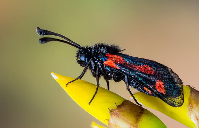 Zygaena-sarpedon3