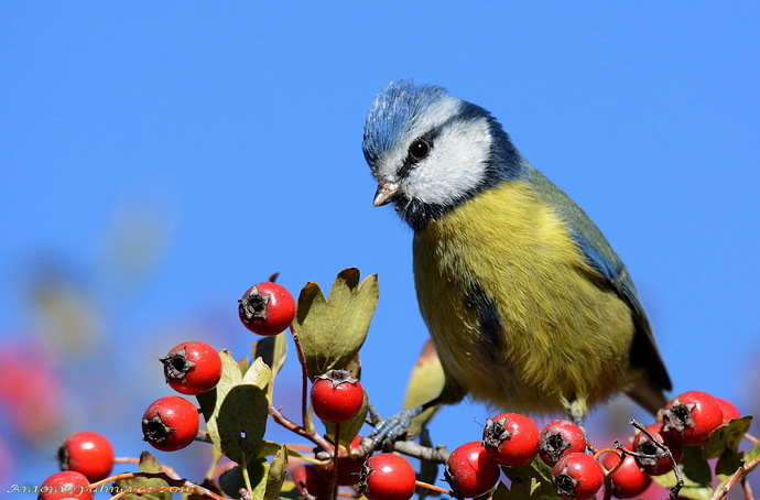 Herrerillo común (Cyanistes caeruleus)