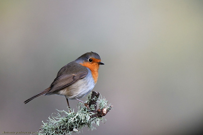 Petirrojo europeo (Erithacus rubecula)