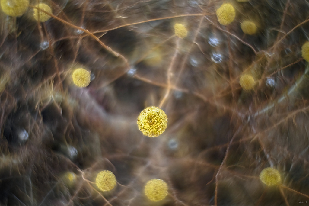 Galaxias - Sugerentes abstracciones XIX