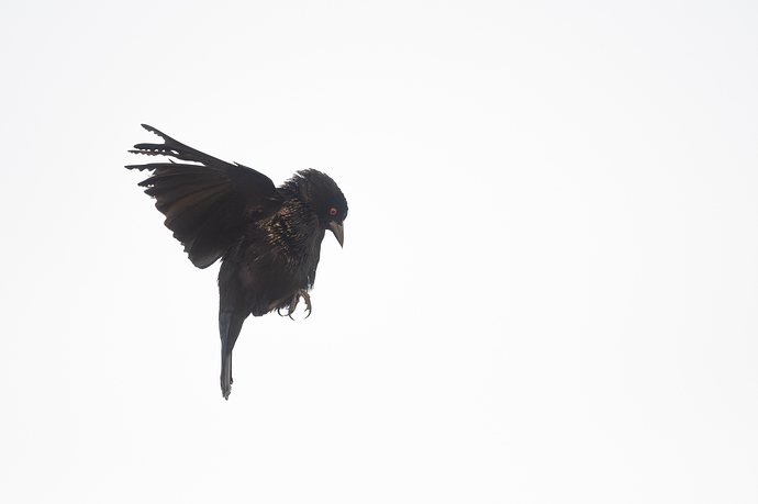 Molothrus aeneus 3 LG QRoo 03_26