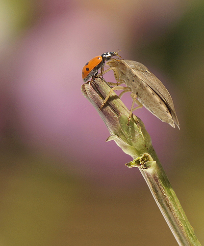 _DSC0908fsokLARGEOD ok - copia