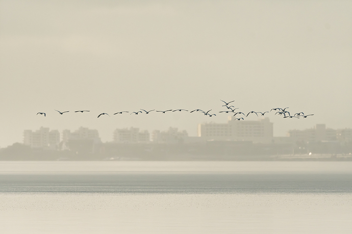 Egretta thula 1 LG QRoo 03_26