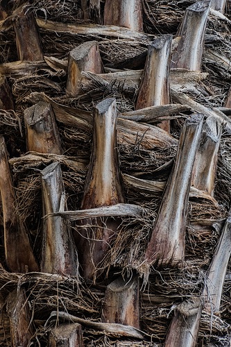 Texturas orgánicas