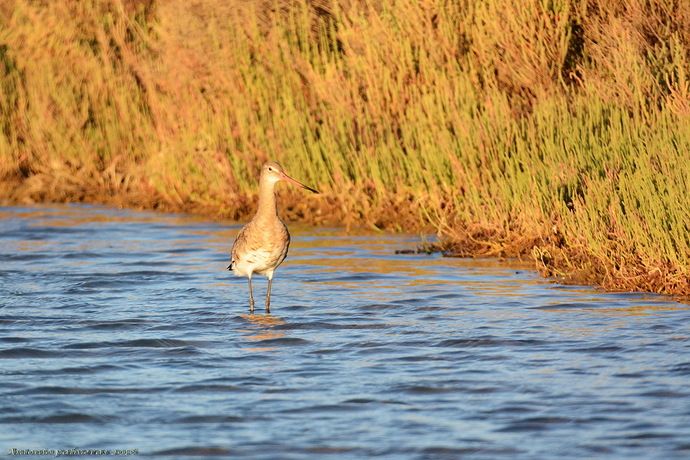 aguja colinegra (Limosa limosa)