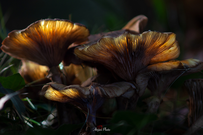 _A230206