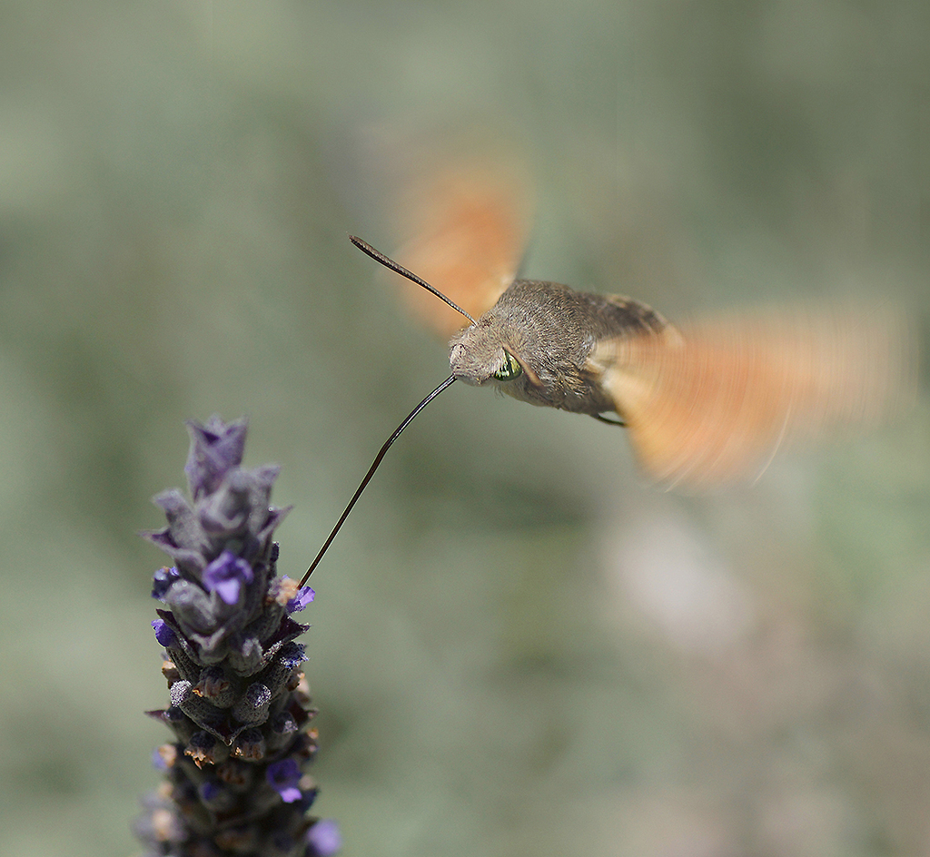 “Otra esfinge colibrí”