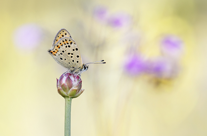 Lycaena tityrus
