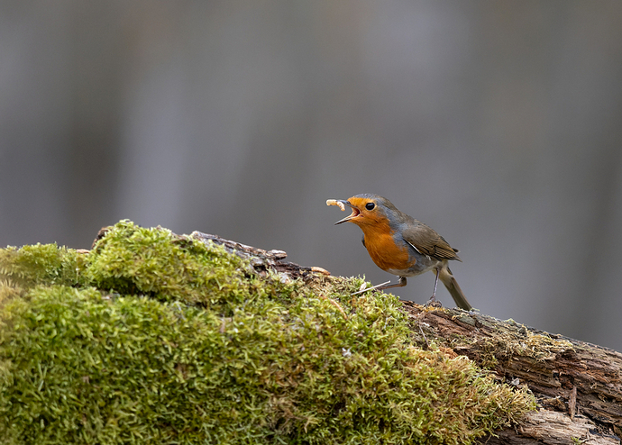 _1124732-ORF_DxO_DeepPRIME