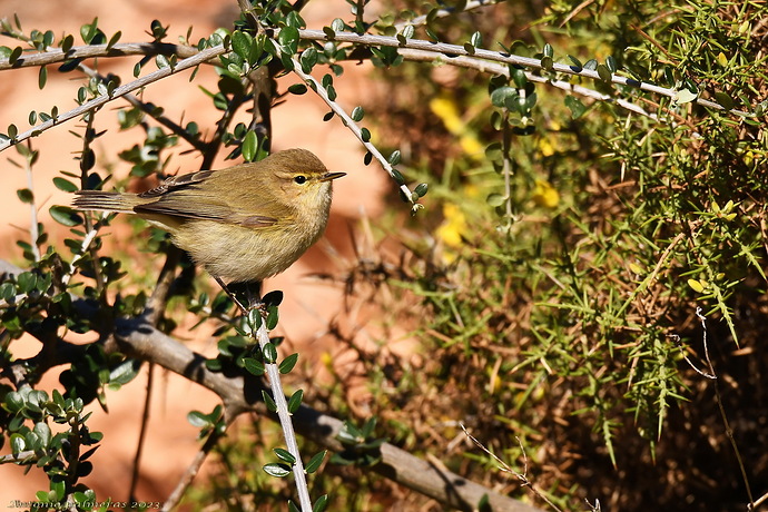 mosquitero