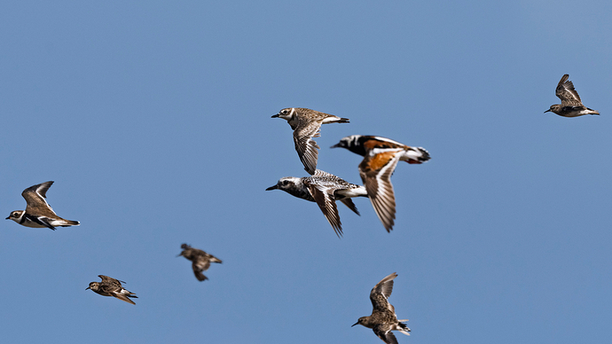 Charadrius semipalmatus 3 LG QRoo 08_26