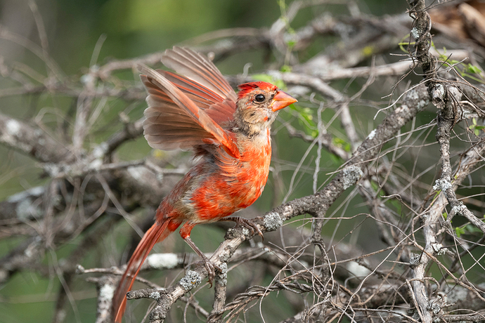 Cardinalis cardinalis 2 LG NL 09_24