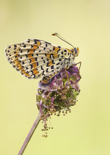 DSC05030 Melitaea
