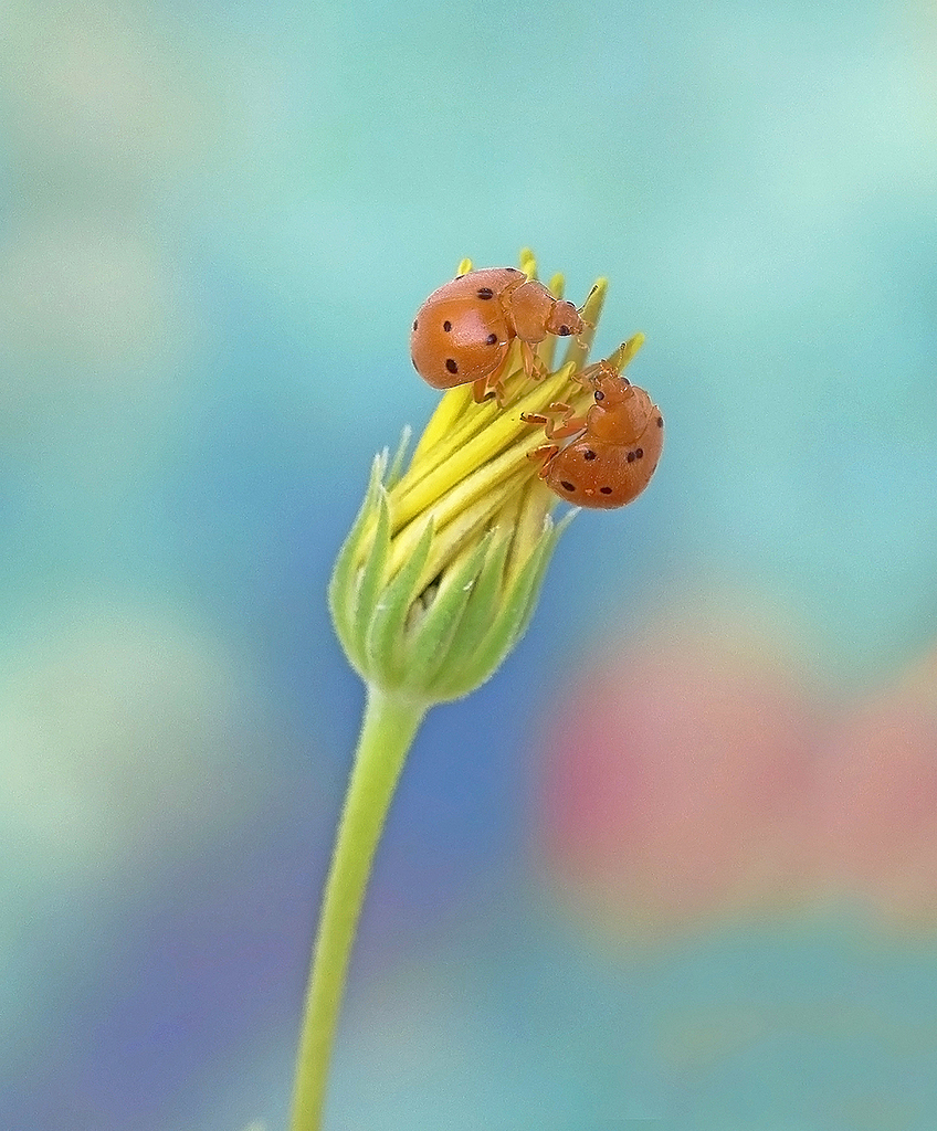 “Dos mariquitas”