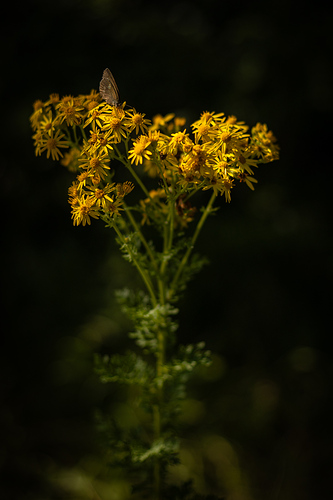 Belleza50mm