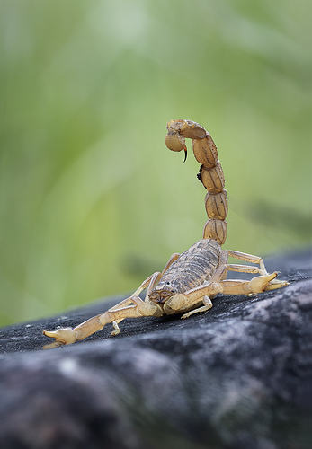 Escorpión