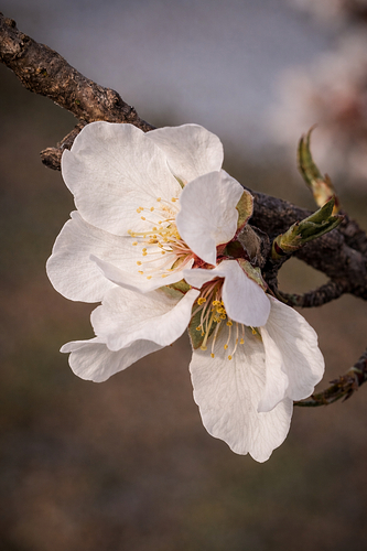 Flor de almendro 001