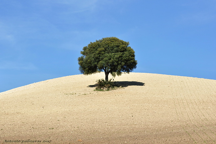 formas