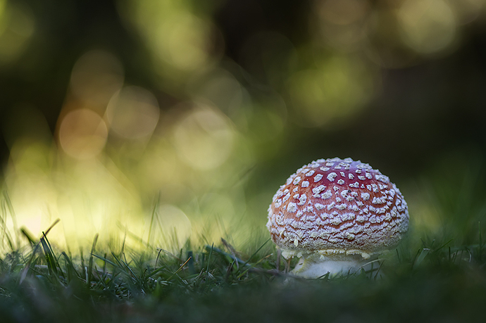 Amanita muscaria