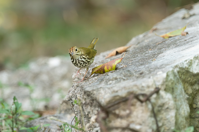 Seiurus aurocapilla 2 LG QRoo 02_26