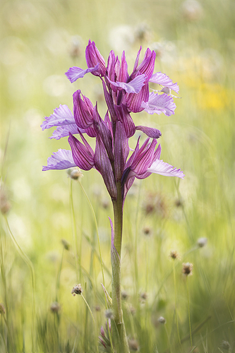 Papilionacea 24-01