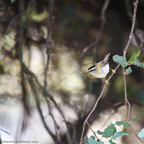 Reyezuelo listado (Regulus ignicapilla)