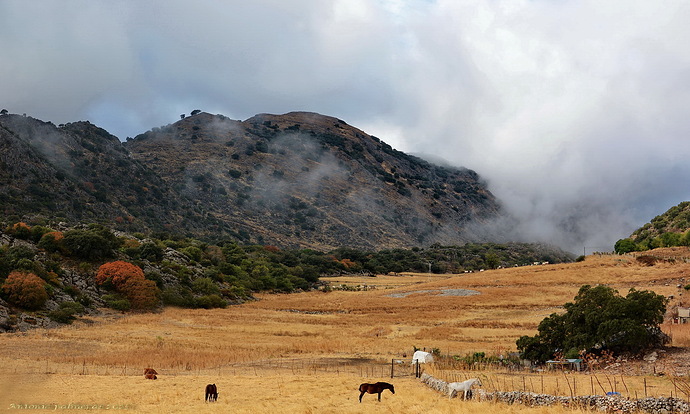 de caballos y nieblas 2 .3