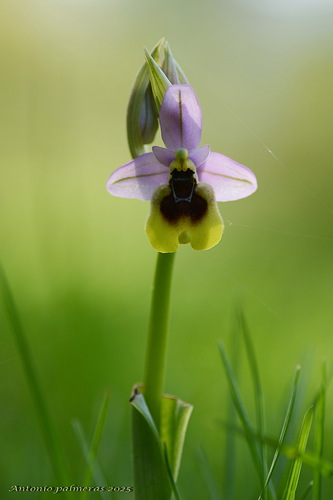 orquídea