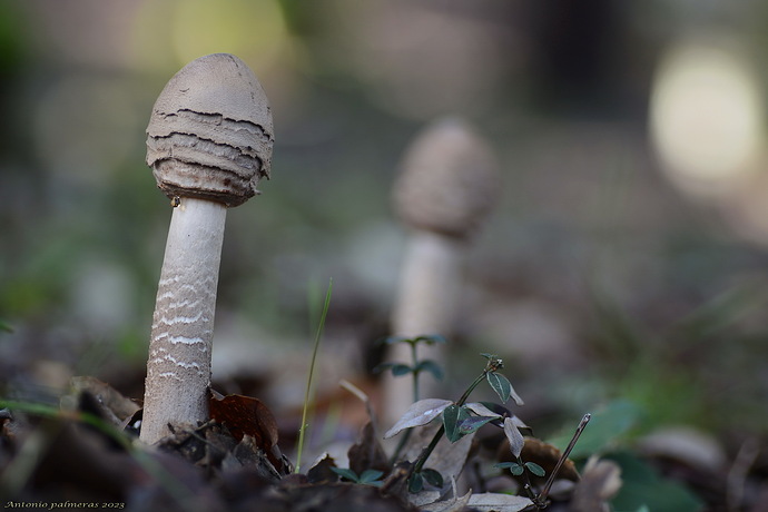 hacia la luz (Macrolepiota procera )