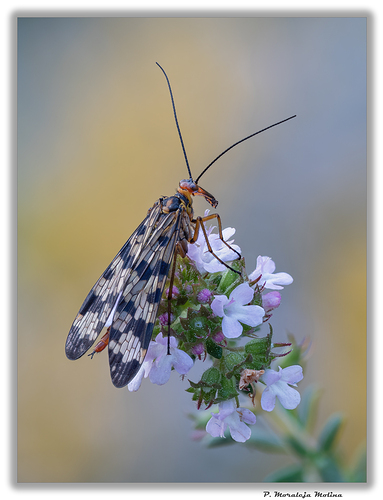 M5250412_047-071_ACR_ZS-DMap_PS_1600 Mosca escorpión (Panorpa meridionalis h.) - copia