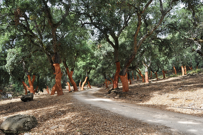 Los desnudos del bosque 2