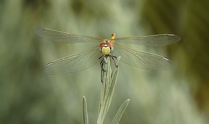 _DSC9445fs_LARGEOD_ok