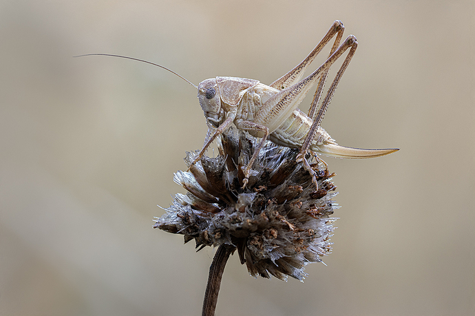 Pholidoptera griseoaptera 2