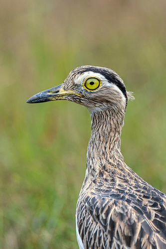 Double-striped-Thick-knee