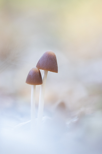 Psathyrella sp. 25-01