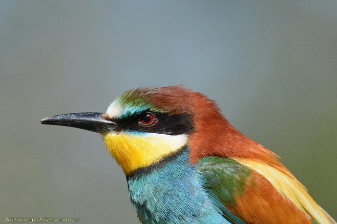 Abejaruco europeo (Merops apiaster) 2