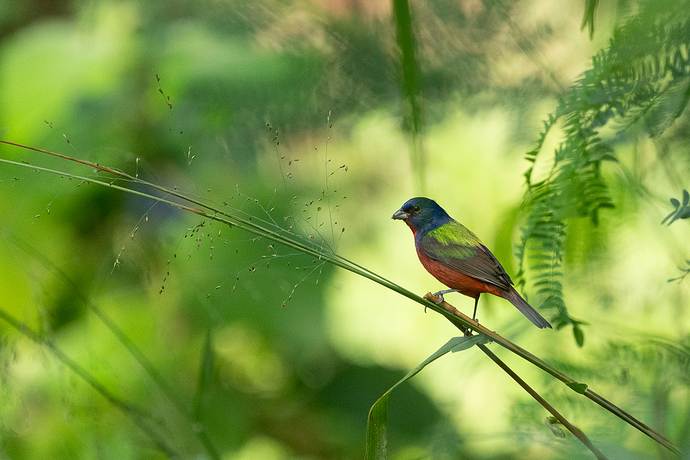 Passerina ciris 3 LG QRoo 01_26