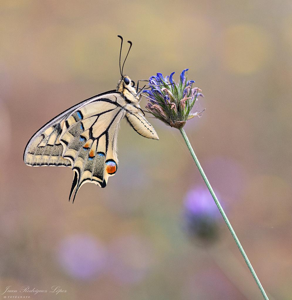 Papilio