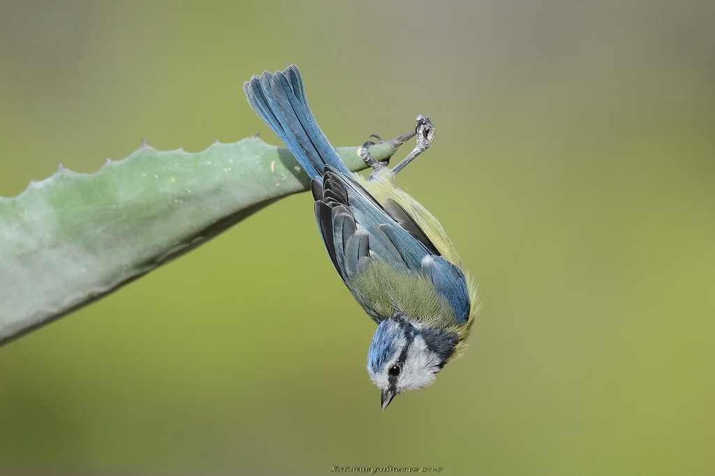 Herrerillo común (Cyanistes caeruleus)El trapecista