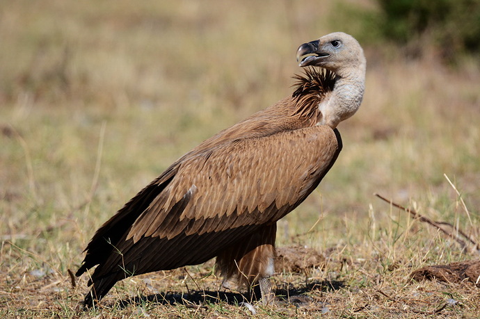 Buitre leonado (Gyps fulvus)